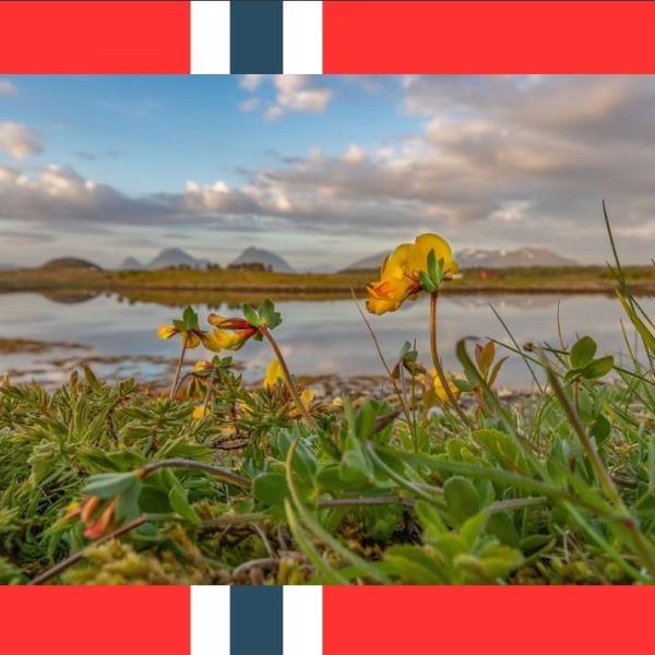 Naturbilde med gul blomst sjø og fjell i bakgrunnen